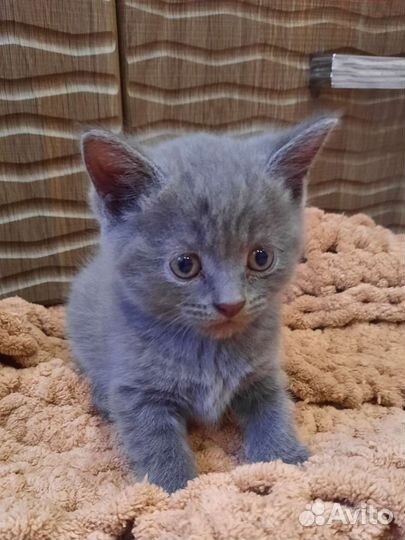 Котята бесплатно