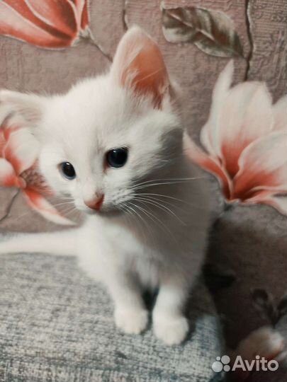 Белый котёнок мальчик