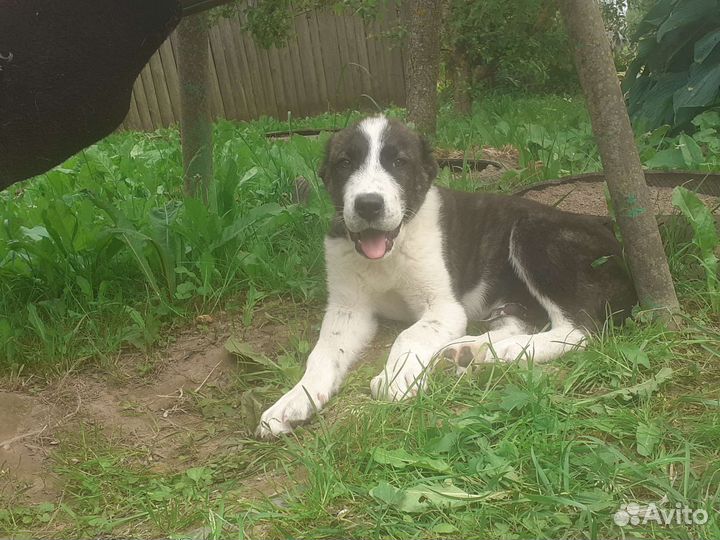 Среднеазиатская овчарка