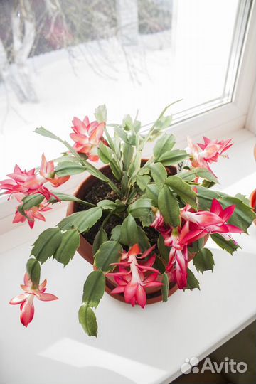 Домашние цветы