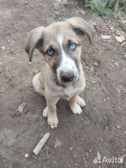 Собака в добрые руки отдам бесплатно