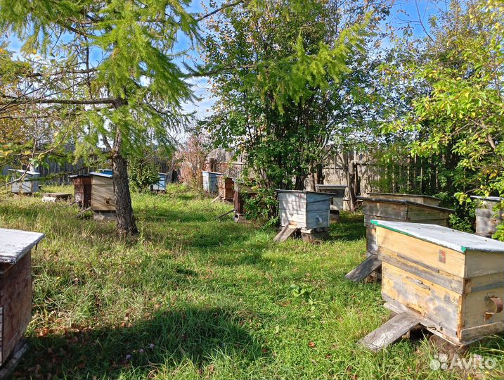 Улей с пчелами 