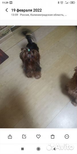 Йоркширский терьер