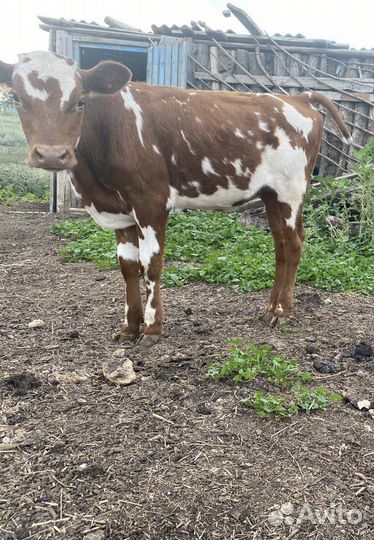 Телочка 6 месяцев