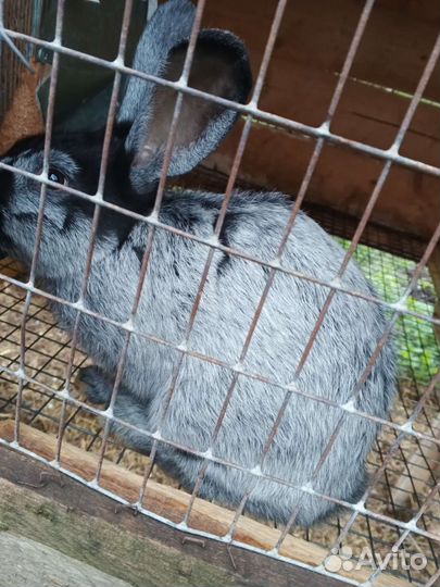 Кролики Полтавское серебро