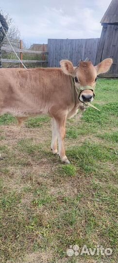 Бычок домашний