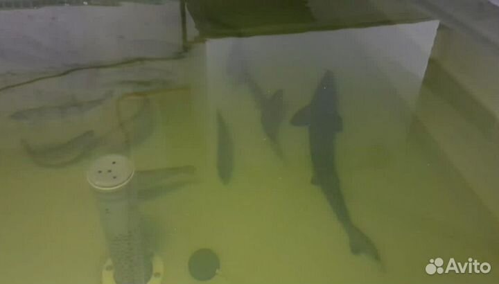 Живая рыба форель