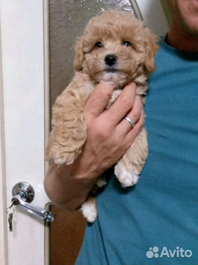 Мальтипу f1 мини Девочка