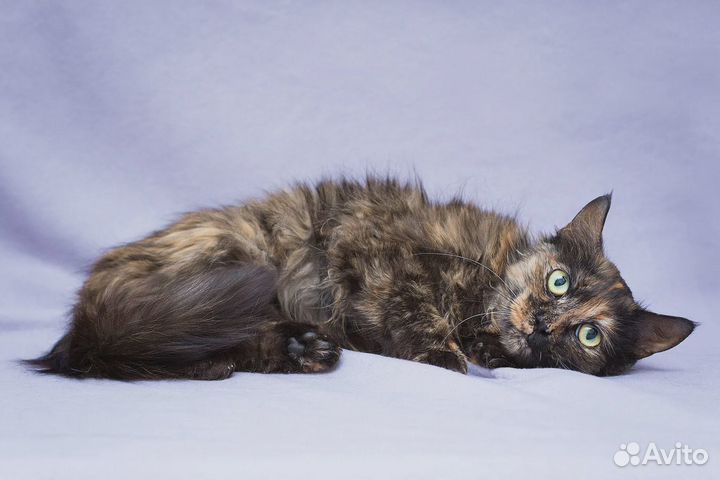 Инди красотка из трущоб