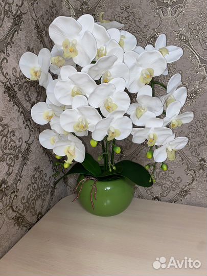 Орхидея фаленопсис