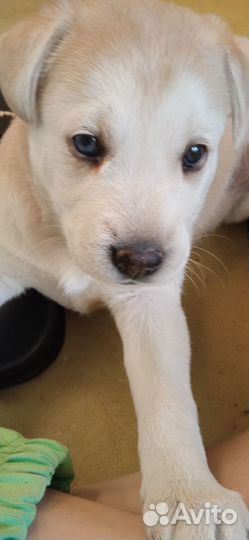 Щенки