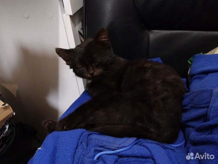 Маленькое красивое шоколадное чудо