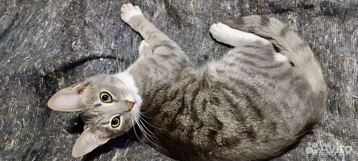 Кот в добрые руки