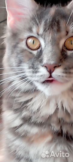 Кошки мейн-кун