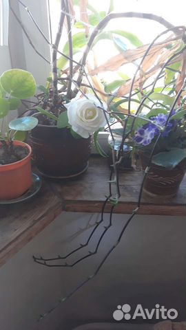 Цветы, Золотой ус