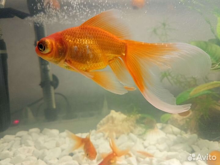 Рыба золотая рыбка рыба в аквариум