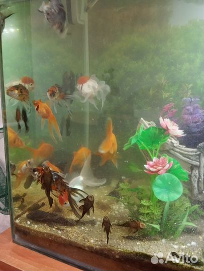 Аквариум