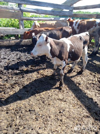 Домашние Бычки и телки