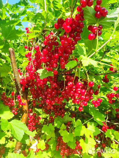 Красная смородина ягоды