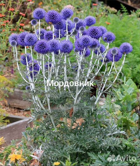 Горянка, лапчатка,герань