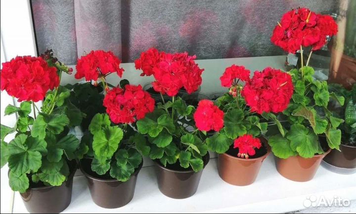 Пеларгония (герань)