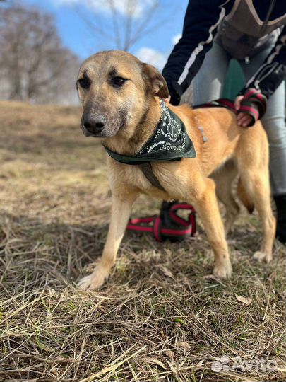 Собака в добрые руки