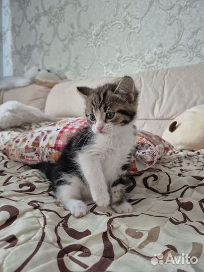 Продам котят