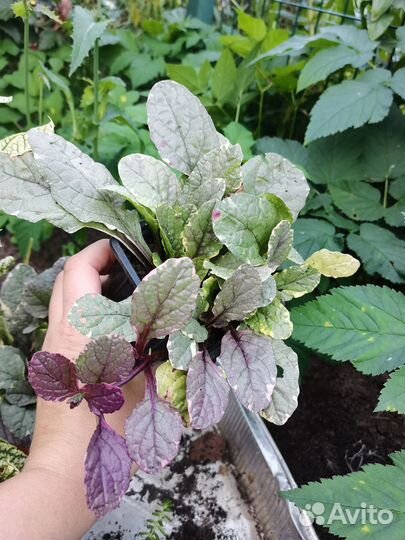 Живучка ползучая 