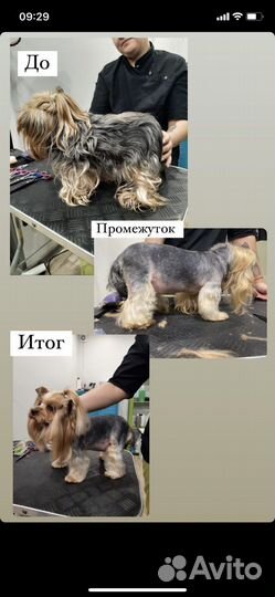 Услуги Грумера