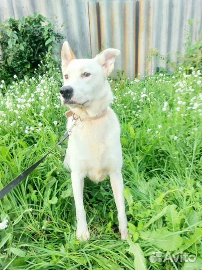 Комфортная и умная собака ищет дом