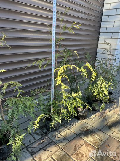 Туя Пендула