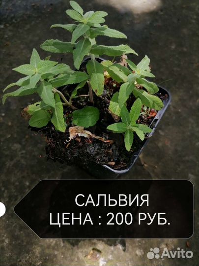 Декоративные растения для сада