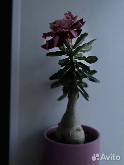 Адениум Henessi