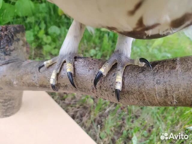 Продам чучело птицы