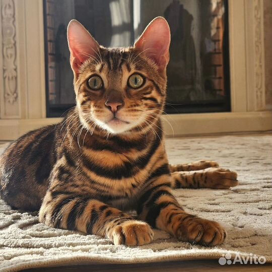 Бенгальский кот в добрые руки
