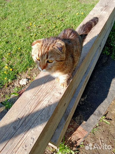 Найден кот в п. Черусти