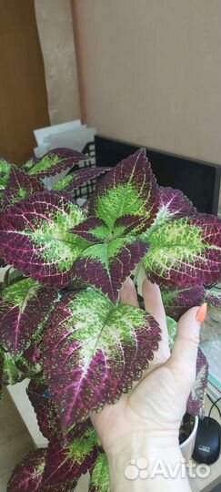 Колеус,сингониум,традесканция,амарилис