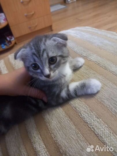 Шотландские вислоухие котята мраморные