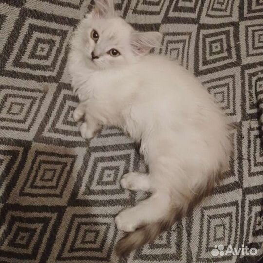 Сибирские котята