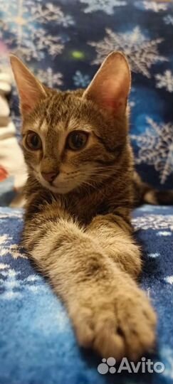 Котенок девочка