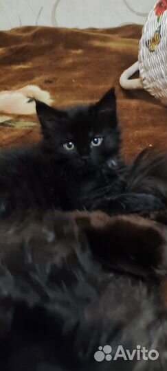 Котята мейн-кун