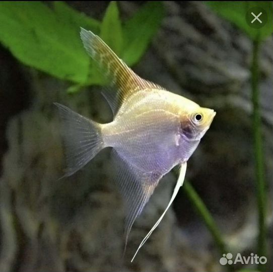 Аквариумные рыбки