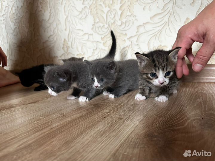 Котята в добрые руки