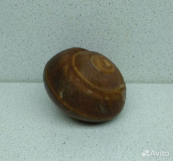 Ризота 7,2 морская ракушка раковина