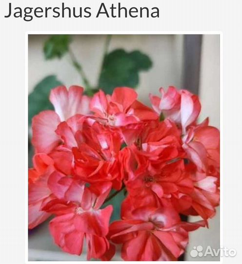 Укорененные черенки сортовых пеларгоний