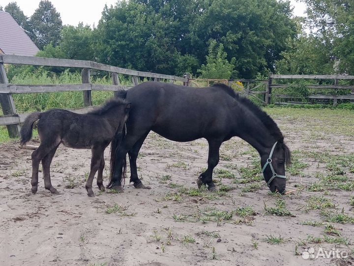 Шетлендские пони