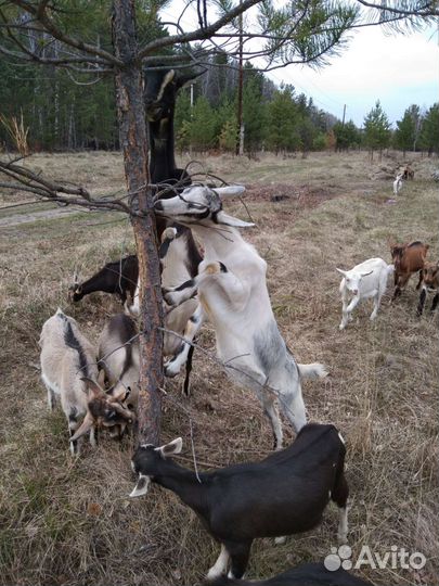 Альпийские козочки