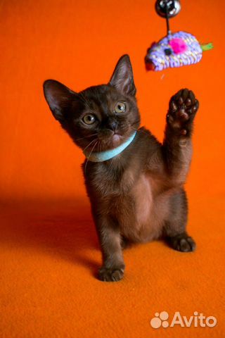 Бурманские шелковые котята доставка объявление продам