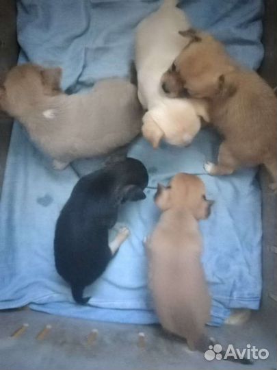 Щенки чихуахуа мини