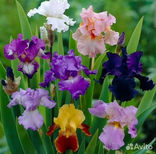 Ирисы